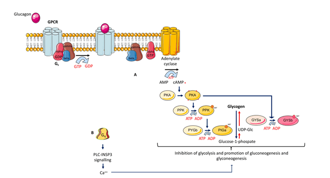 diagram: types-of-glucagon
